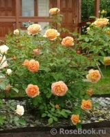 Lady of Shalott Lady of Shalott