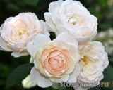 Desdemona Desdemona