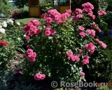 Elmshorn Elmshorn