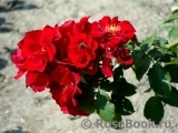 Roter Korsar Roter Korsar