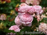 Rosengräfin Marie Henriette Rosengräfin Marie Henriette