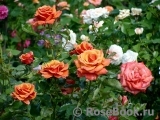 Rhosyn Margaret Williams Rhosyn Margaret Williams