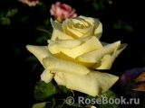 Wainwright Rose, The Wainwright Rose, The