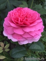 Princess Alexandra of Kent Princess Alexandra of Kent