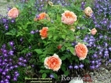 Peach Meillandina Peach Meillandina
