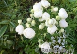 White Morsdag White Morsdag