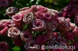 Lovely Lydia® Lovely Lydia®