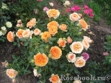 Peach Meillandina Peach Meillandina