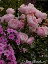 Hans Gonewein Rose Hans Gonewein Rose