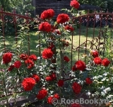 Roter Korsar Roter Korsar