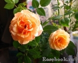 Peach Meillandina Peach Meillandina