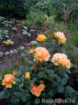 Goldelse Goldelse