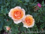Peach Meillandina Peach Meillandina