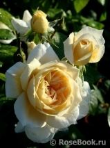 Lions Rose Lions Rose