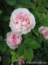 Rosalind Rosalind