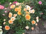 Peach Meillandina Peach Meillandina