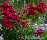 Red Passion Red Passion