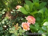 Lady of Shalott Lady of Shalott