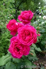 Johann Wolfgang von Goethe Rose® Johann Wolfgang von Goethe Rose®