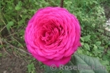 Johann Wolfgang von Goethe Rose® Johann Wolfgang von Goethe Rose®