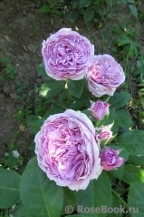 Lavender Ice Lavender Ice