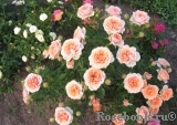 Peach Meillandina Peach Meillandina