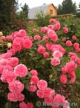 Rosarium Uetersen Rosarium Uetersen