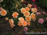 Peach Meillandina Peach Meillandina