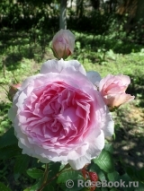 The Wedgwood Rose