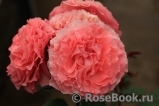 Corail gelee Corail gelee