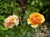 Peach Meillandina Peach Meillandina