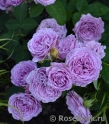 Lavender Ice Lavender Ice