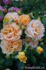 Goldelse Goldelse