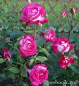 Rose Gaujard Rose Gaujard