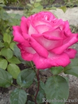 Rose Gaujard Rose Gaujard