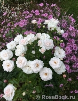 Aspirin Rose Aspirin Rose