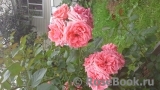 Coral Dawn Coral Dawn