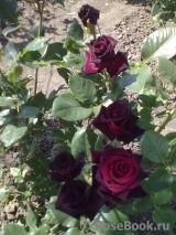 Black Baccara Black Baccara
