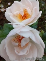 Jacqueline du Pre Jacqueline du Pre