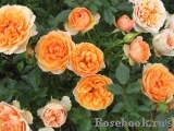 Peach Meillandina Peach Meillandina