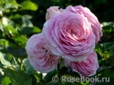 Rosengräfin Marie Henriette Rosengräfin Marie Henriette