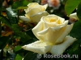 Wainwright Rose, The Wainwright Rose, The