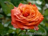 Rhosyn Margaret Williams Rhosyn Margaret Williams