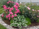 Rosarium Uetersen Rosarium Uetersen