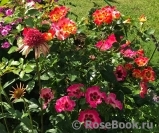Sunshine Babylon Eyes ® Sunshine Babylon Eyes ®