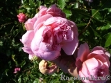 Anne Boleyn Anne Boleyn