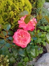 Dame de Coeur Dame de Coeur