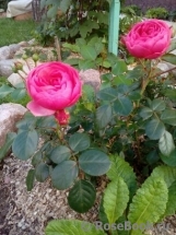 Pomponella Pomponella