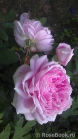 Alan Titchmarsh Alan Titchmarsh