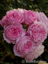 Rosengräfin Marie Henriette Rosengräfin Marie Henriette